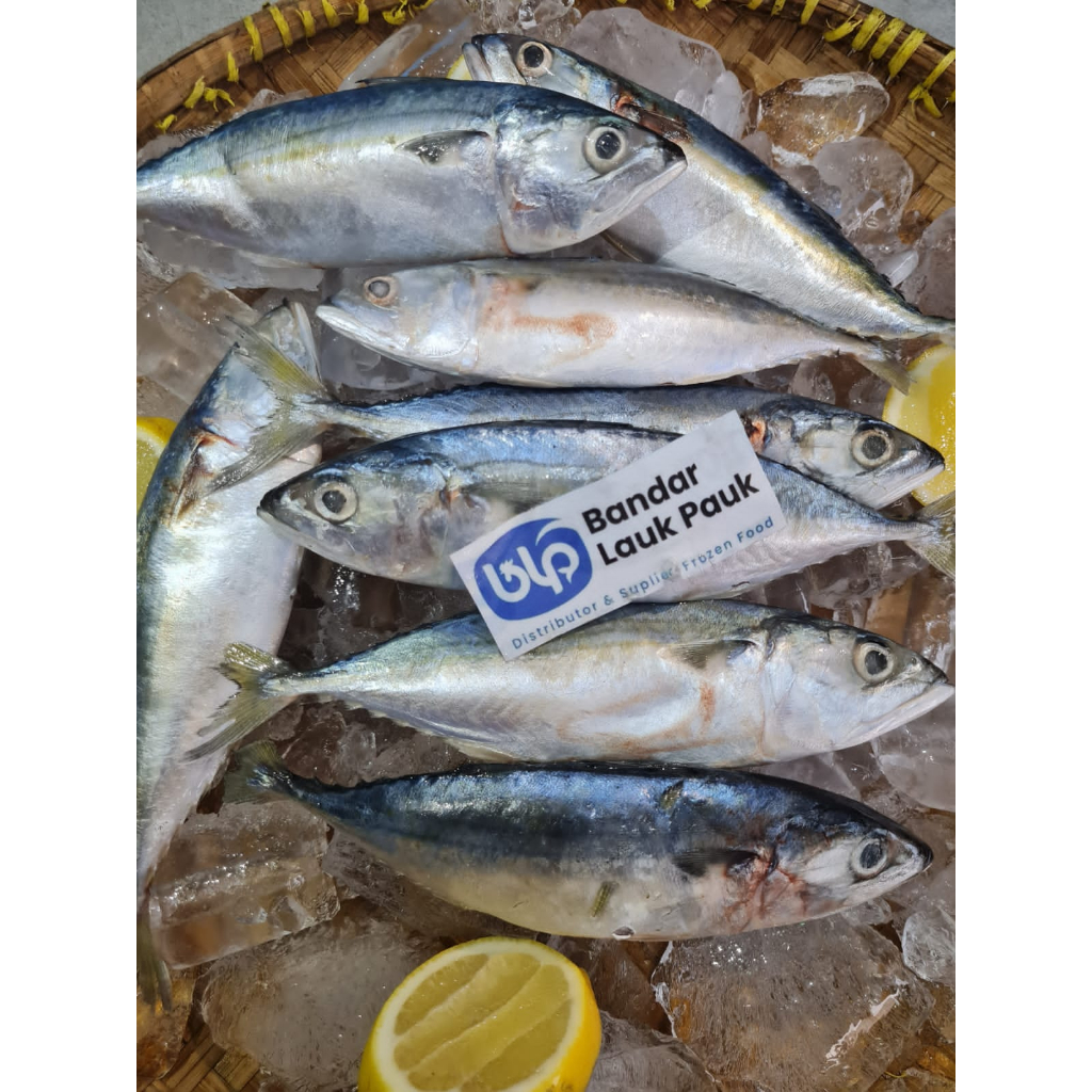 

Ikan Kembung Banjar 1kg isi 8 ekor