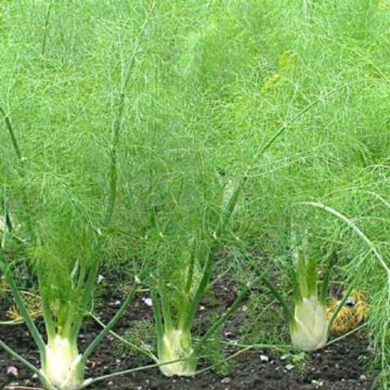 

DAUN DILL/DAUN ADAS PER IKAT