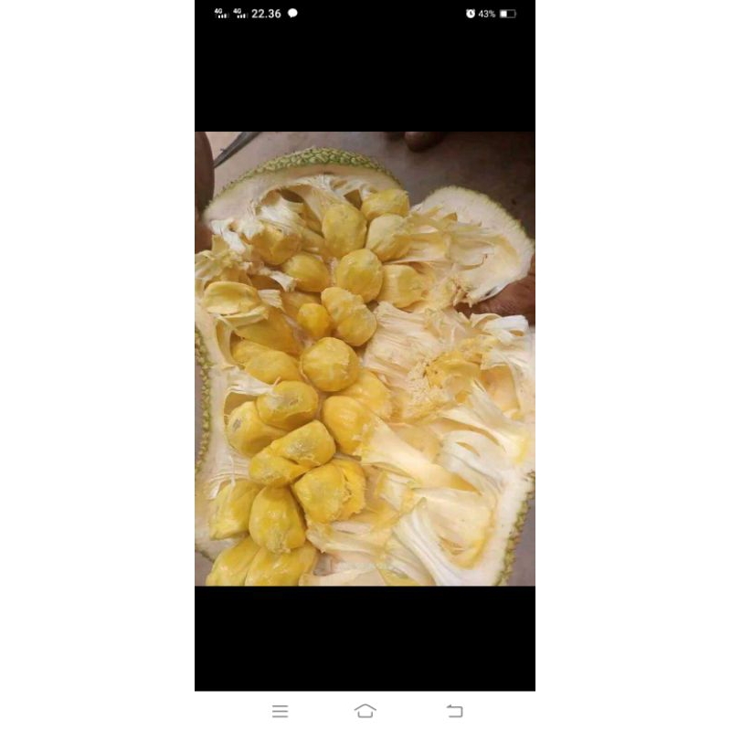 

buah nangka/campedak