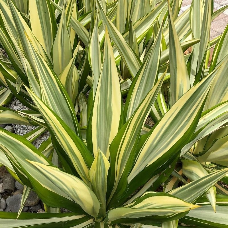 Tanaman hias agave gigantea kuning