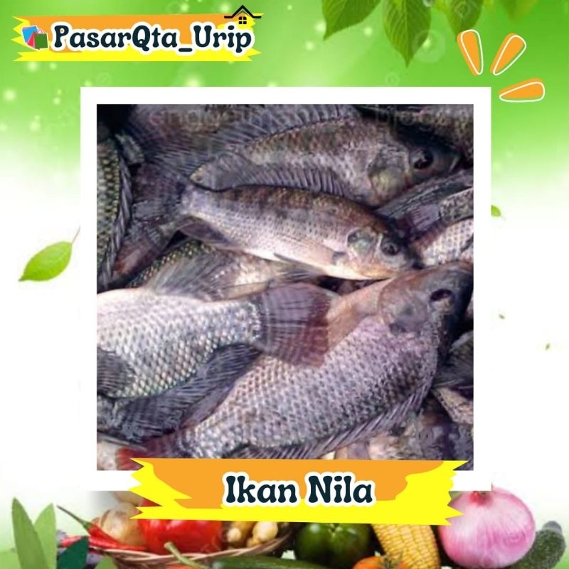 

Ikan Nila Hitam ukuran sedang isi 3 atau lebih / pasar ikan makassar/ pasar online makassar