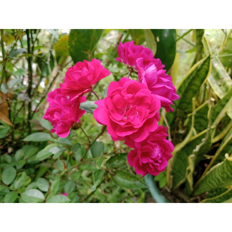 Tanaman stek bunga mawar merah