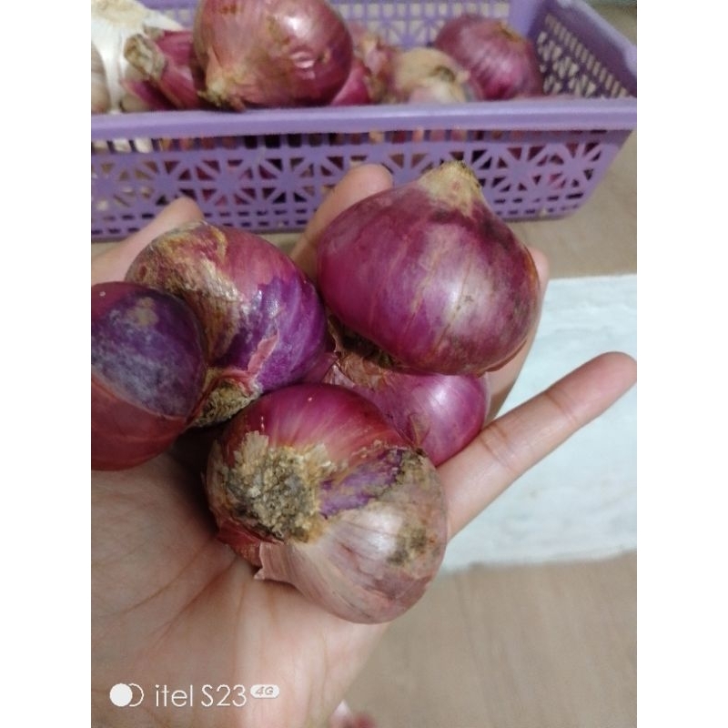 

bawang bulat 1kg bawang batu bandung