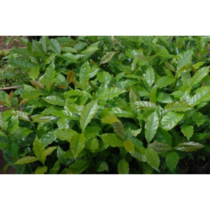 Benih Kopi / Bibit Kopi Robusta Siap Tanam