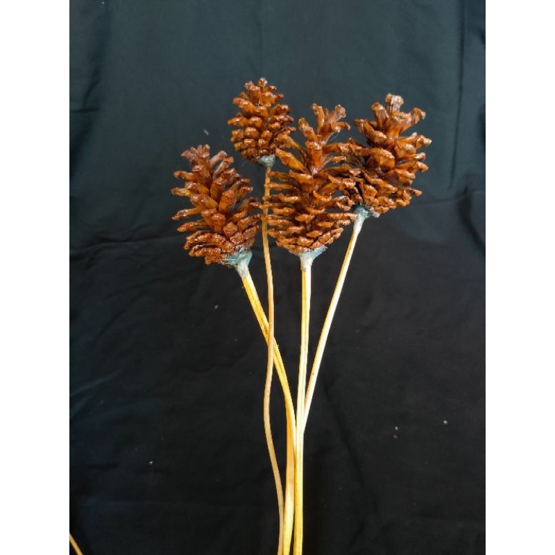 Bunga pinus kering bertangkai untuk hiasan rustic DIY dan dekorasi lainnya