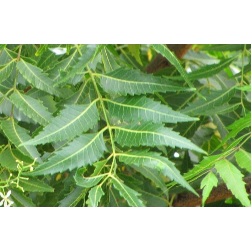 

DAUN MIMBA DAUN MINDI SEGAR HERBAL 1kg