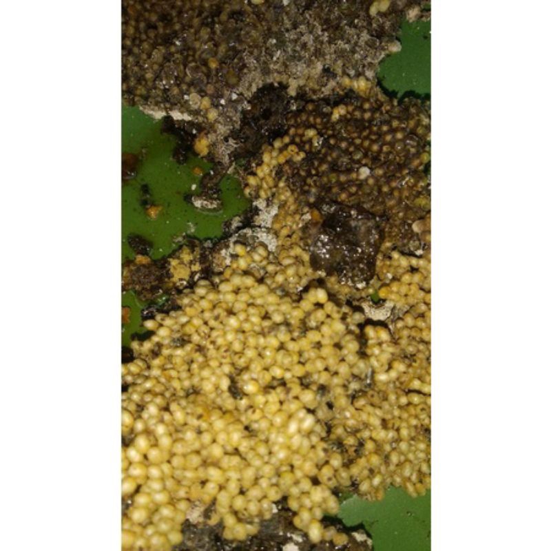 

Korzaln Madu Klanceng Kemasan 1Kg