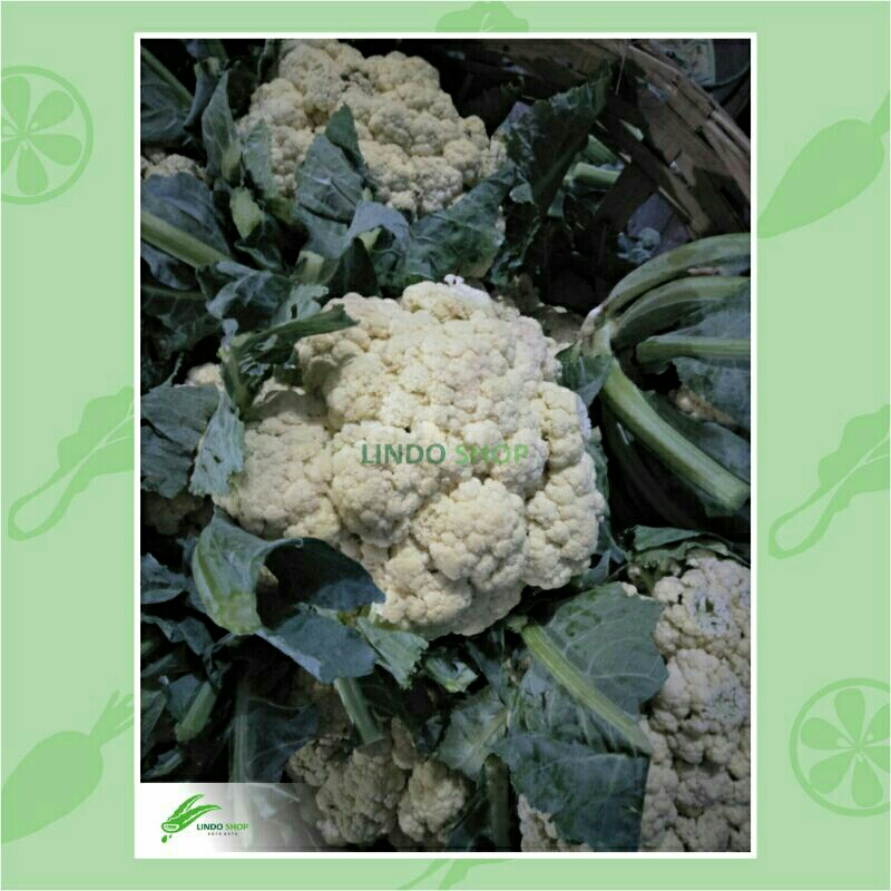 

Kembang Kol / Brengkul Sayur Fresh Segar 1kg