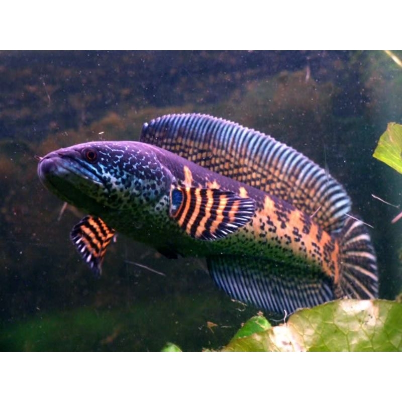 ikan Channa auranti size 13-15 cm siap display