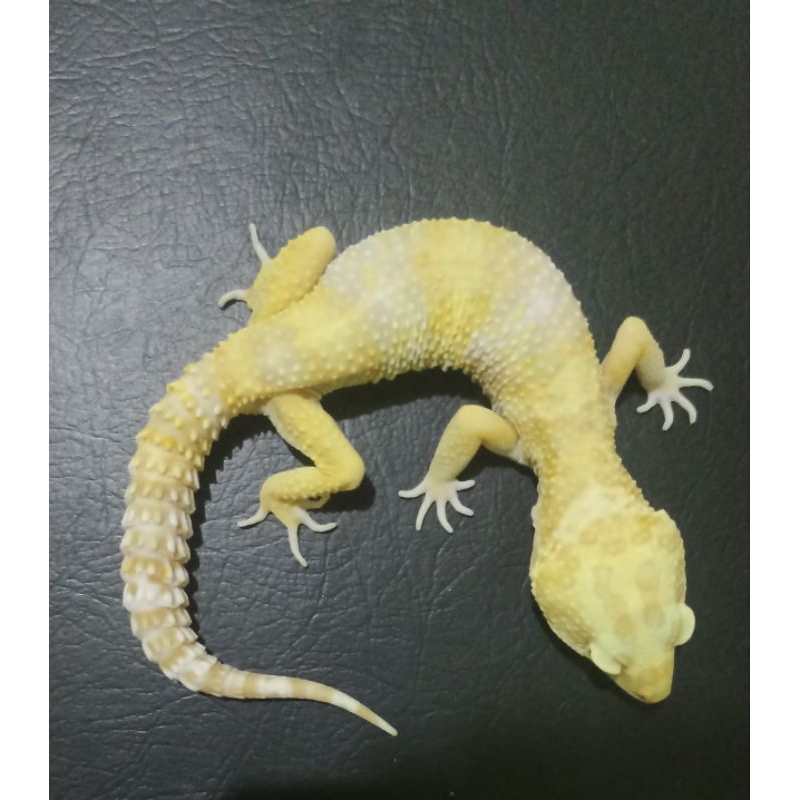 leopard gecko tremper lavender male