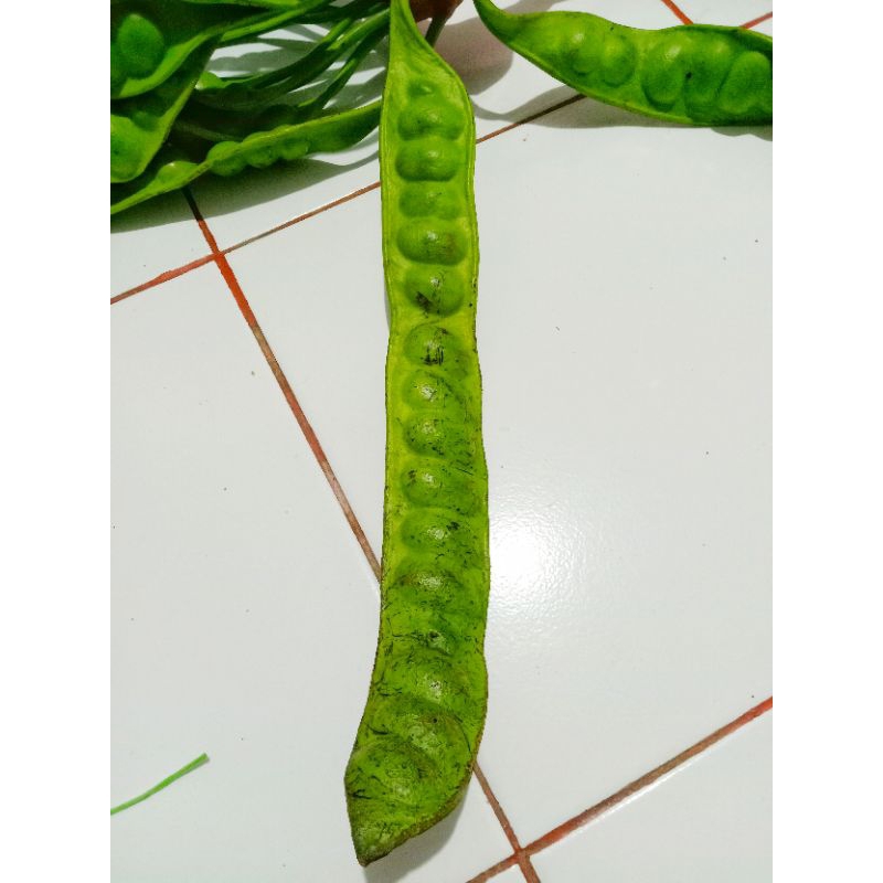 

Pete lokal | sudah tua tua bijinya mantabb