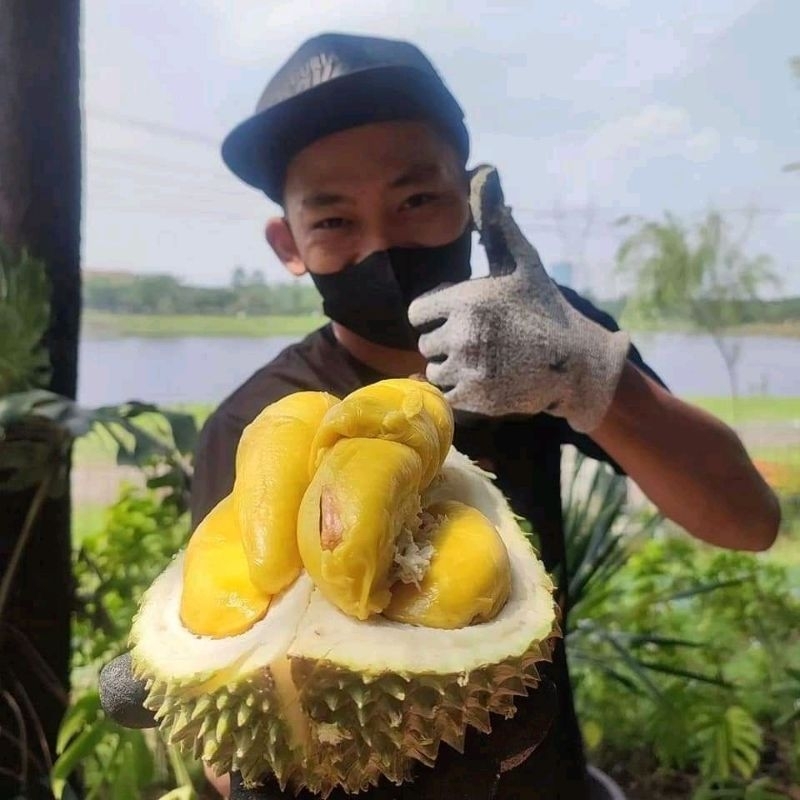 Bibit Durian tembaga Super unggul Cepat Berbuah