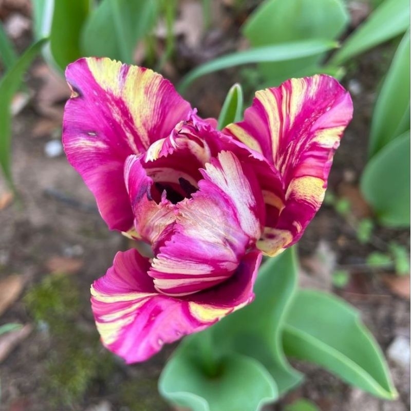 Bunga Tulip Hidup Bentuk Umbi ( Id : sweet pink yellow )