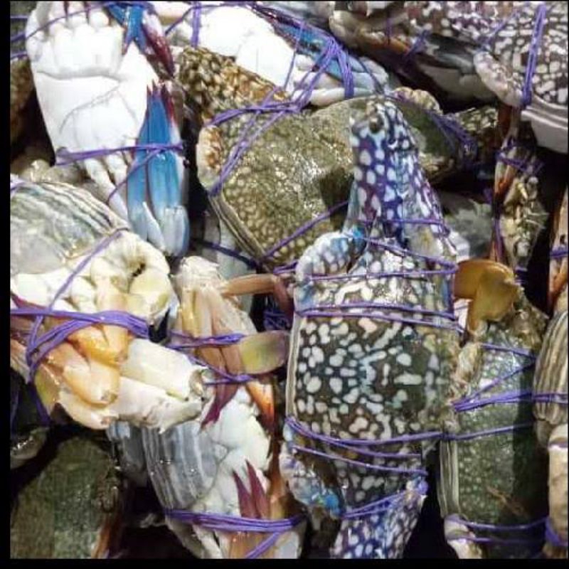 

Rajungan kepiting Laut Rajungan seafood 1kg segar