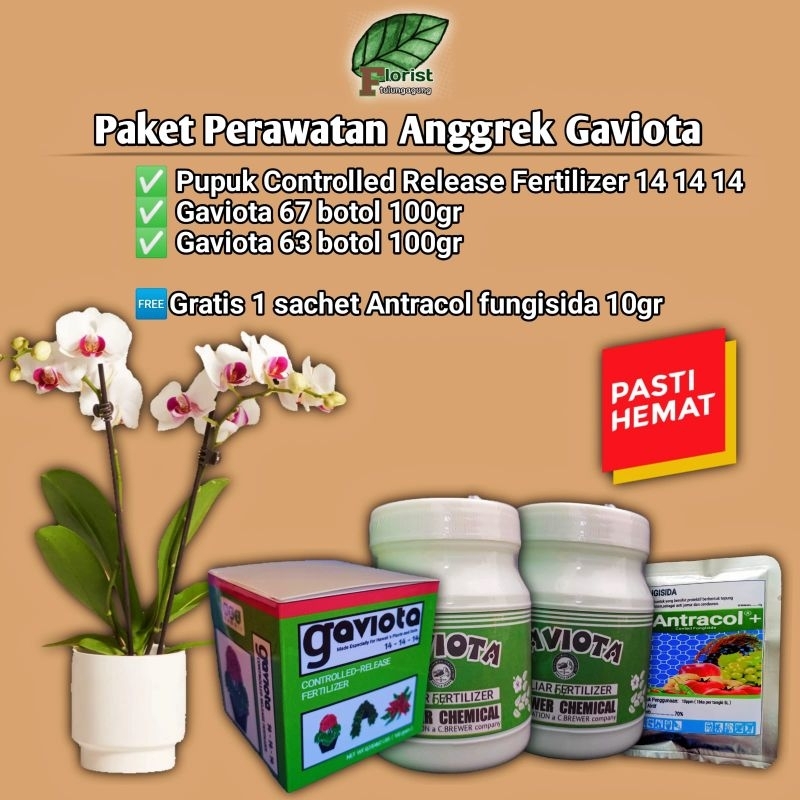 Paket Perawatan Anggrek Gaviota Premium gratis Antracol fungisida