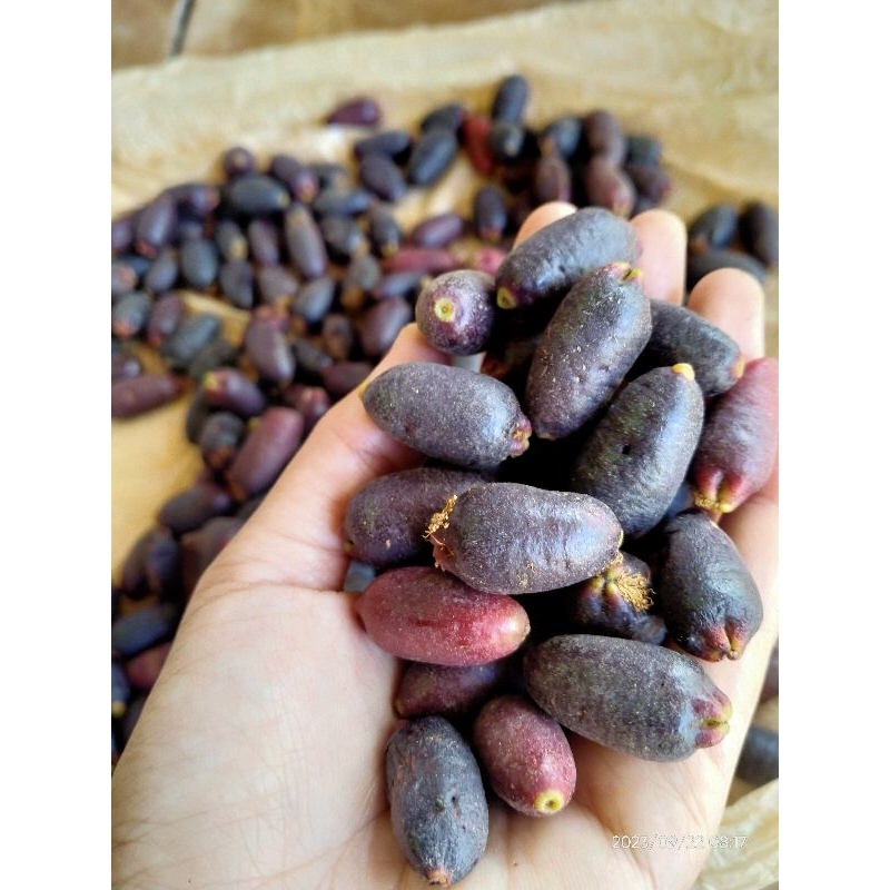 BIJI CENGKEH ZANZIBAR | 1KG BIJI CENGKEH SEMAI