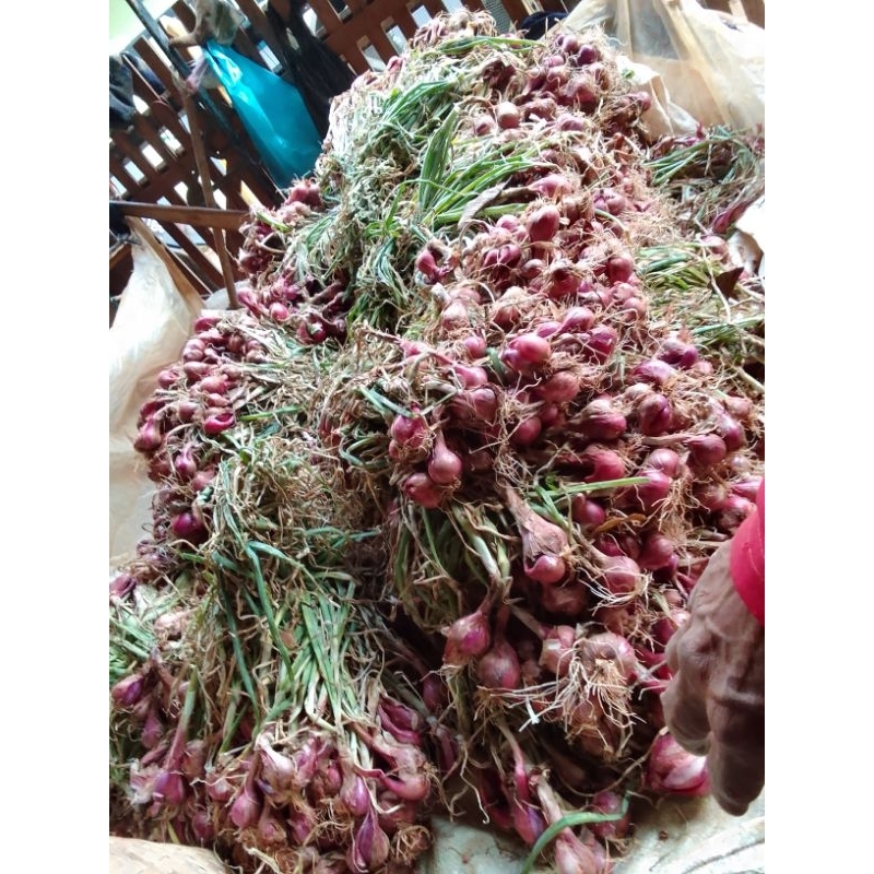 

bawang merah batu ukuran JUMBO 1 kg/bumbu dapur/penyedap rasa/cpd