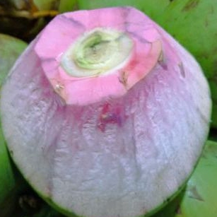 

KELAPA IJO WULUNG kecil