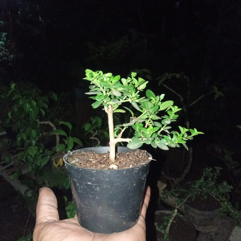 Bonsai sancang shito/ mame