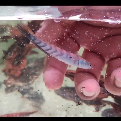 RED LEMPUYANG 6-7CM ORIGINAL PREMIUM