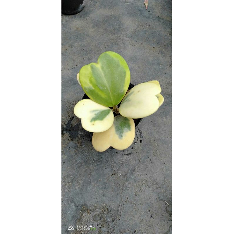 Hoya keri varigata