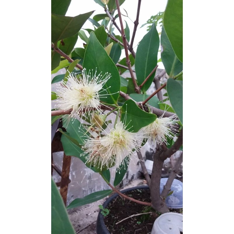 Bibit Tabulampot Jambu Air Berbunga Super