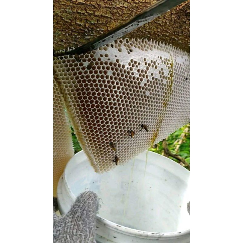 Ikhsan Ferdinan Madu Hutan Asli 100% Tanpa Campuran.Madu Tawon Gung/Odeng Tanpa Campuran/Madu Mentah