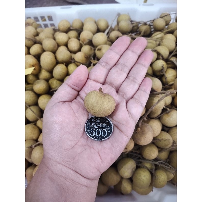 

Kelengkeng Bangkok 1kg