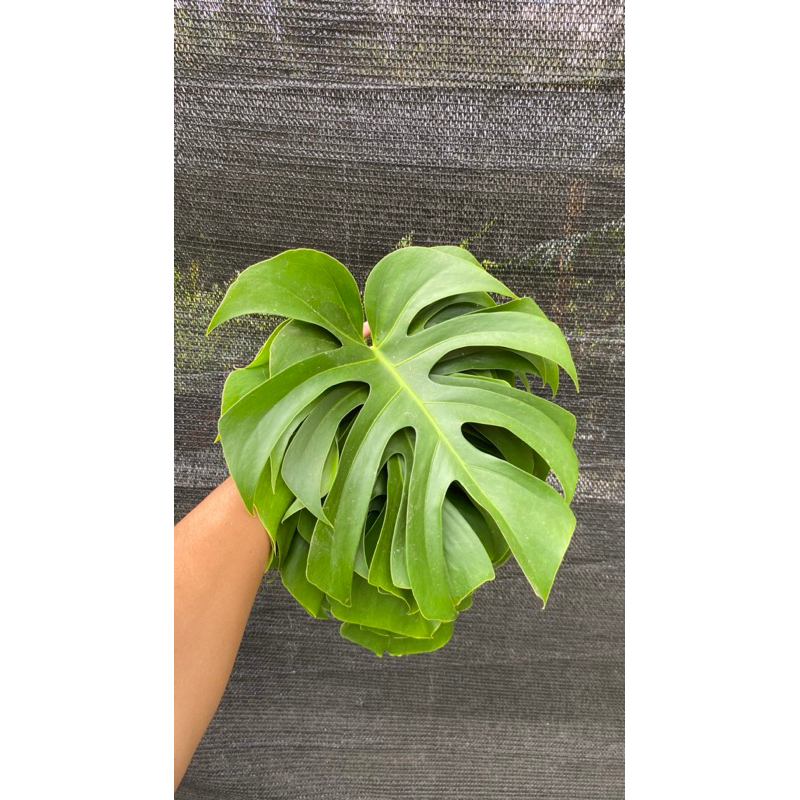 

Daun Monstera Potong Segar