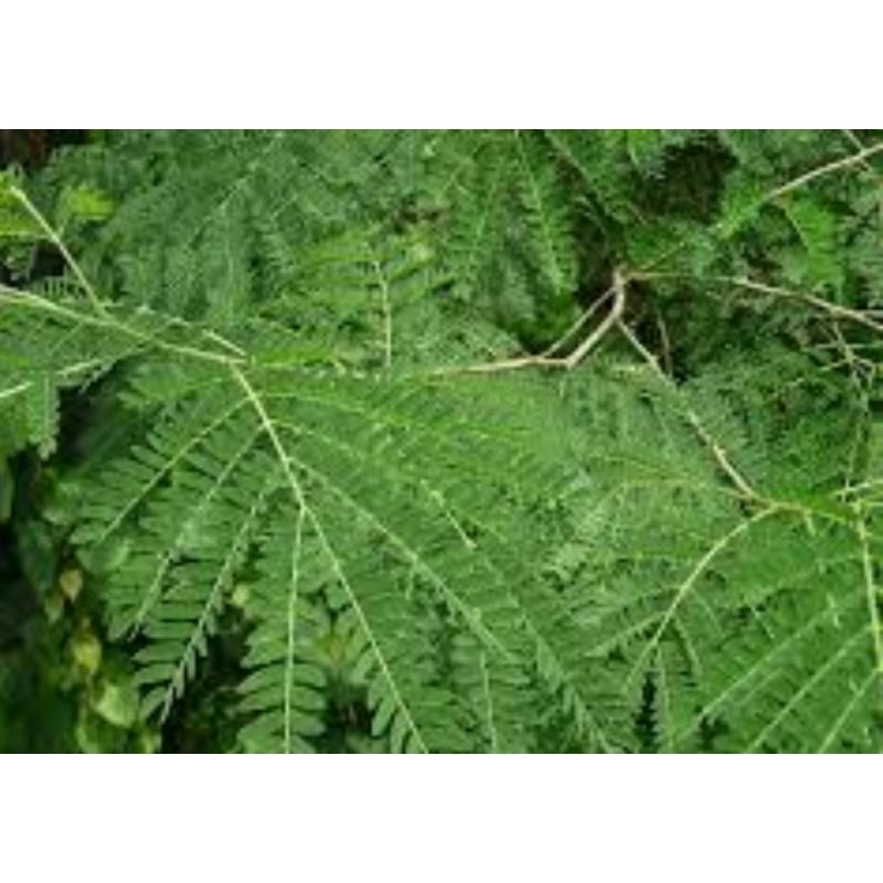 

daun petai