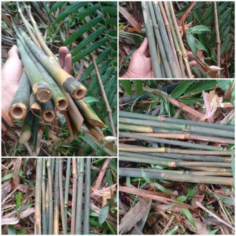 Bambu Ajir / Turus penyangga tanaman bulat