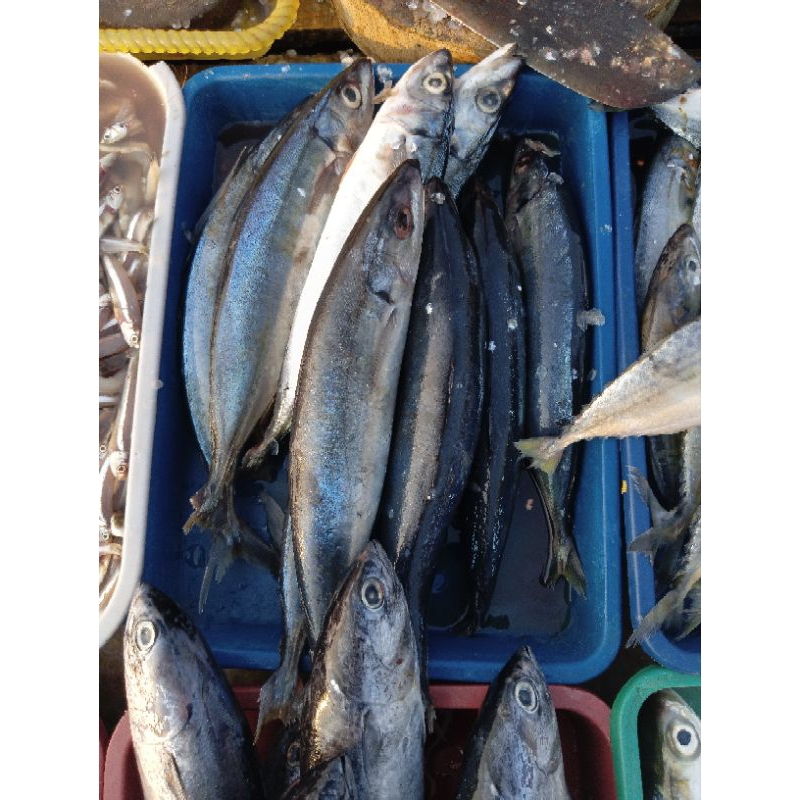 

Ikan layang Fresh 1KG