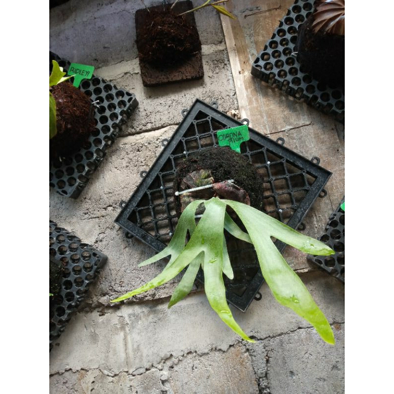 platycerium coronarium