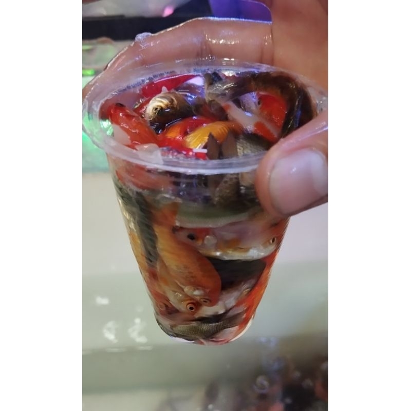 

IKAN MAS/BIBIT MAS PAKAN PREDATOR ATAU MANCING 1 GELAS