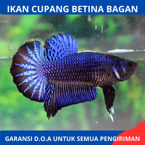 Promo cupang Bagan Betina Full Telur Siap Breed Murah