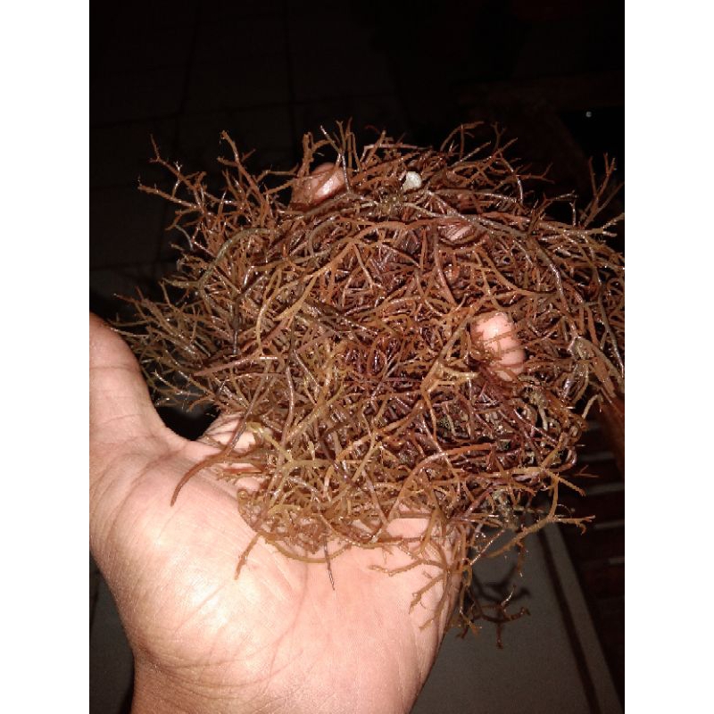 

Rumput laut Gracilaria Sp | Ramokasang | Segar 1Kg | 500gr