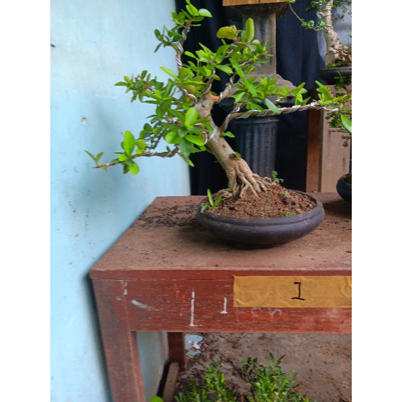 Bonsai sianci buah sesuai di foto