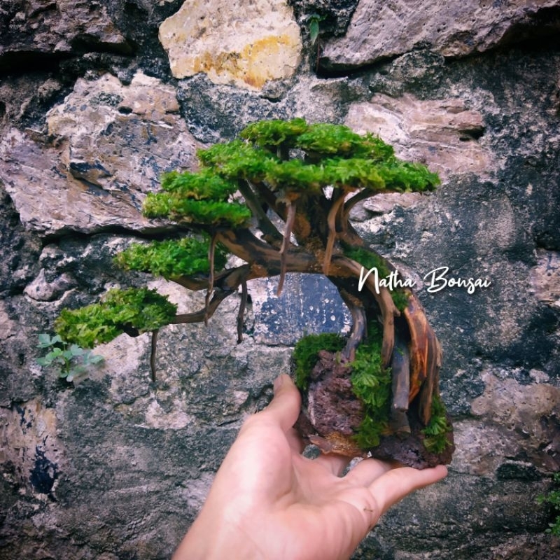 Bonsai Doyong Aquascape Ukuran M