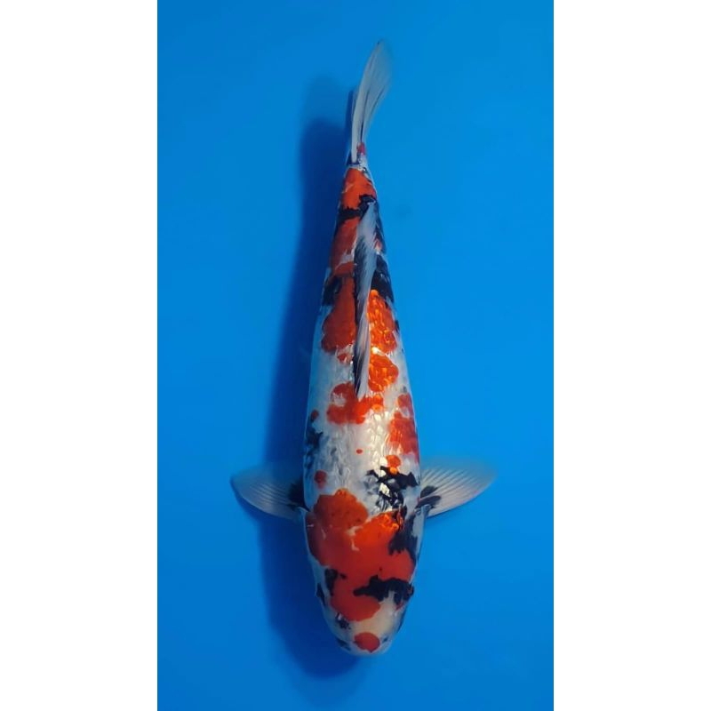 ikan koi Showa ginrin grade A size 20cm