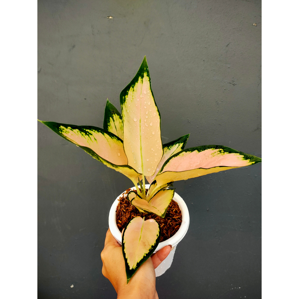 Aglaonema Kochin Sutra