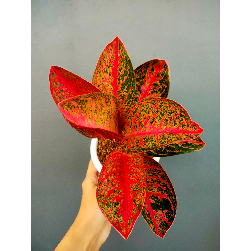 Aglaonema Kendedes