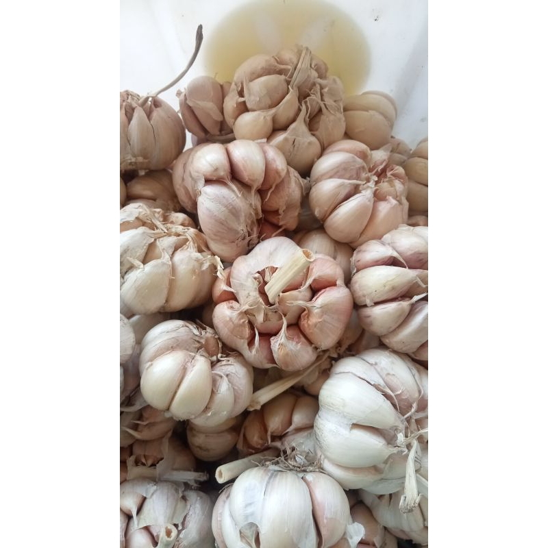 

bawang putih