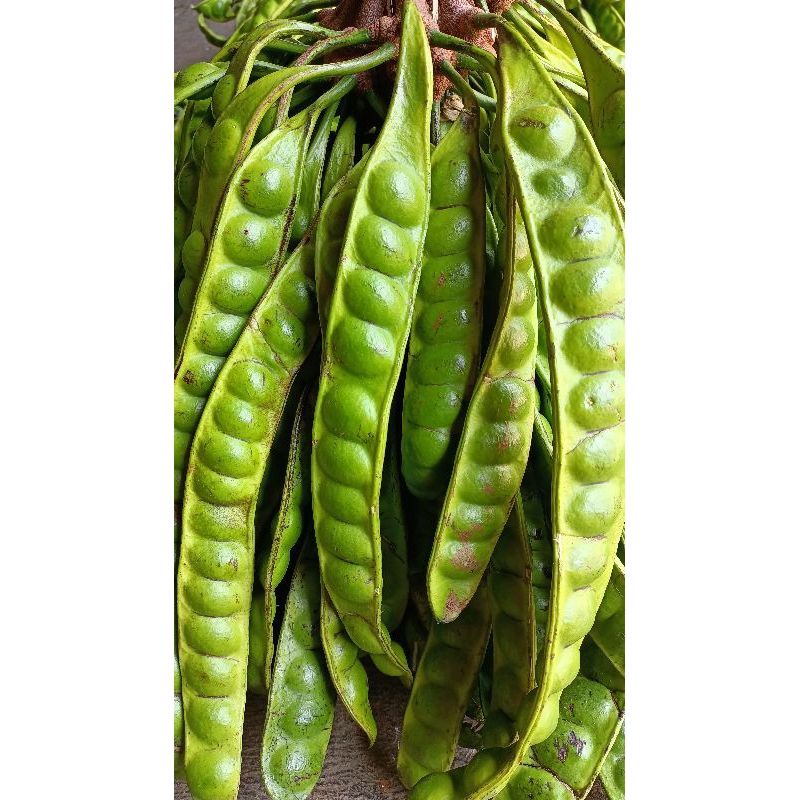 

Pete Sedang 10 Papan