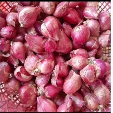 

bawang merah