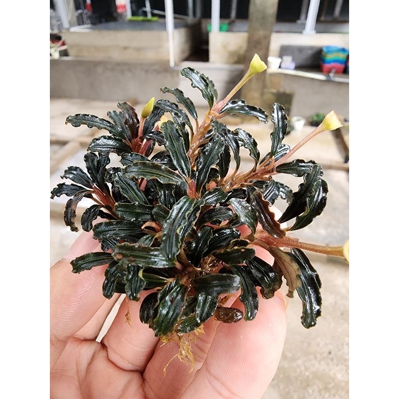 Bucephalandra Brownie phantom