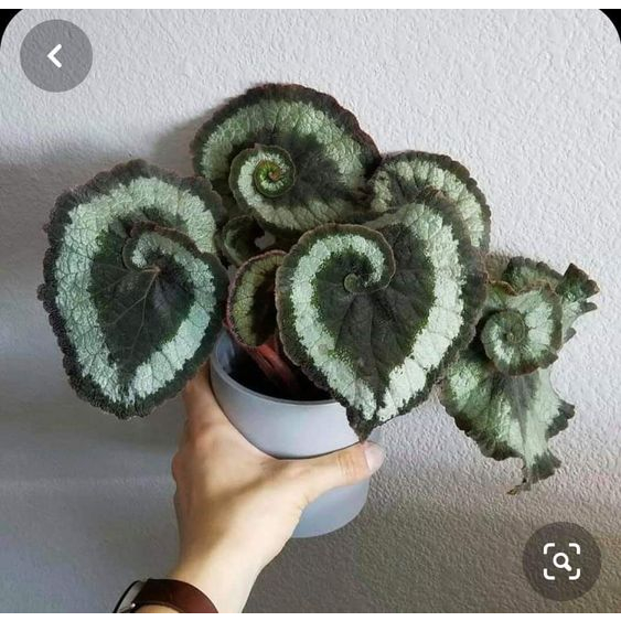 Tanaman hias begonia escargot | begonia keong