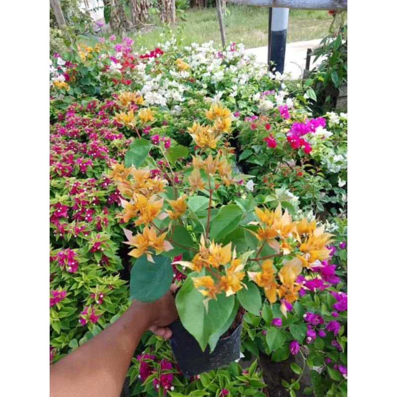 Bunga Bougenville 5 Warna