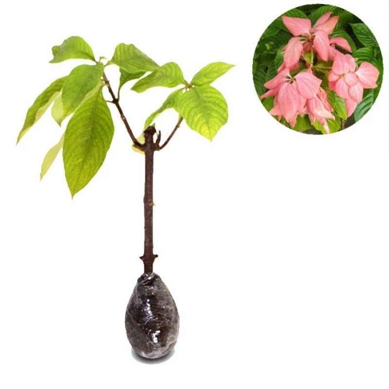 TERLARIS TANAMAN HIAS NUSA INDAH PINK - tanaman nusa indah