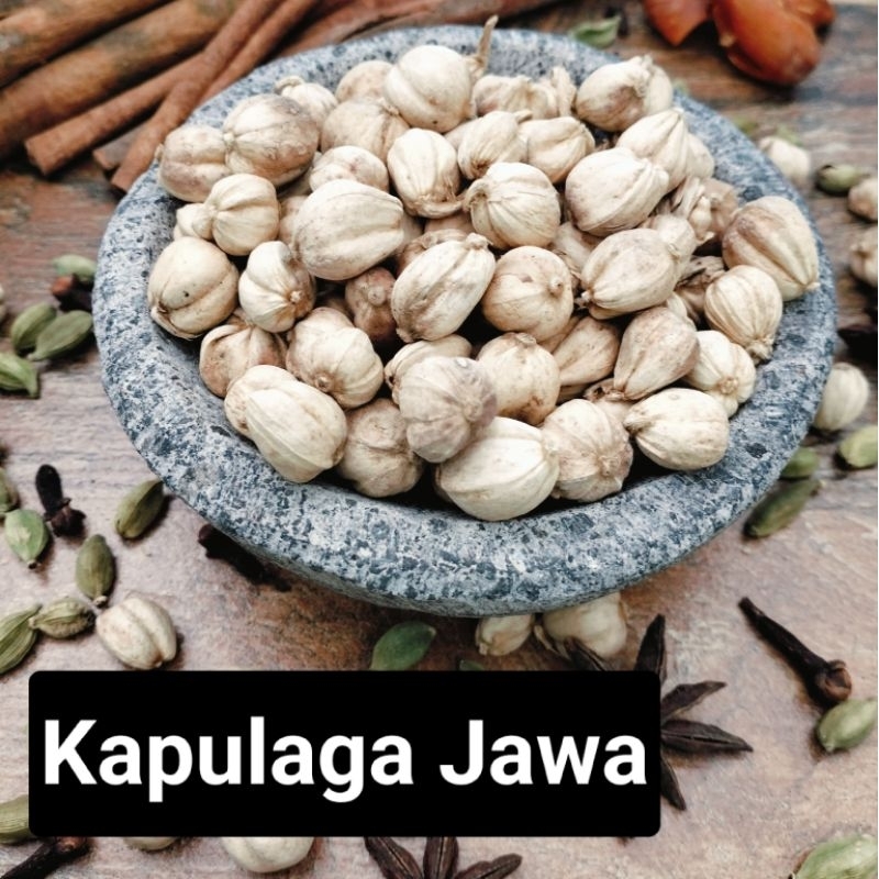 Kapulaga/Kapulaga Jawa/Kapulogo Jawa