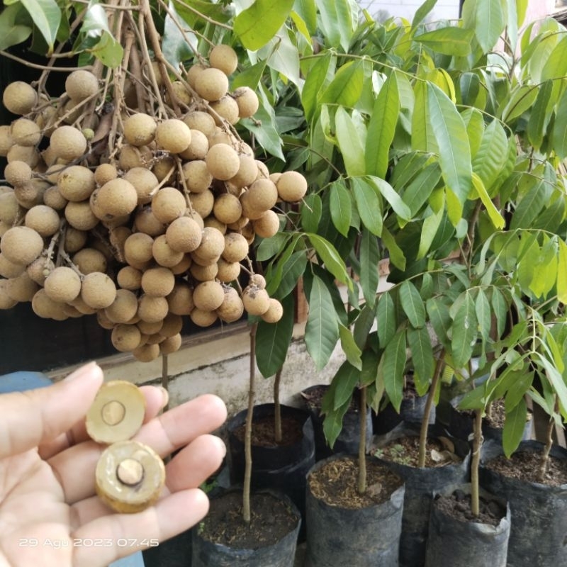 bibit kelengkeng kateki besar